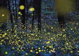 fireflies