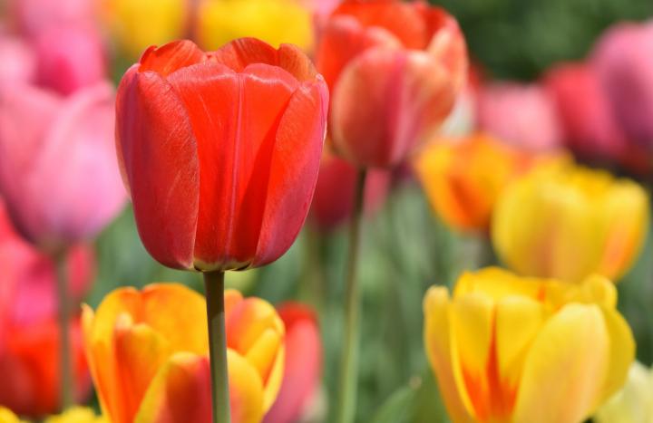 colorful tulips in spring