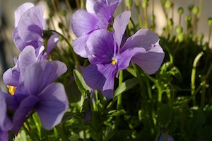 flowers