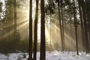 winter rays