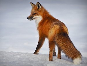 fox