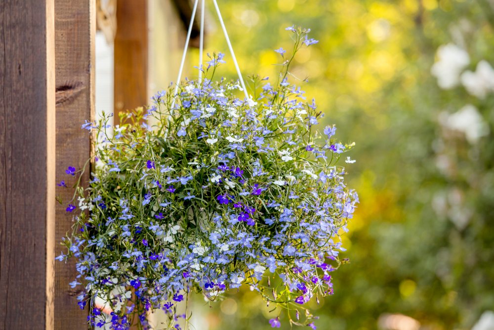 Lobelia erinus flower (edging lobelia, garden lobelia or trailing lobelia) hanging on iron wall hanging flower plant pot bracket outdoors in garden in beautiful sunny summer evening.