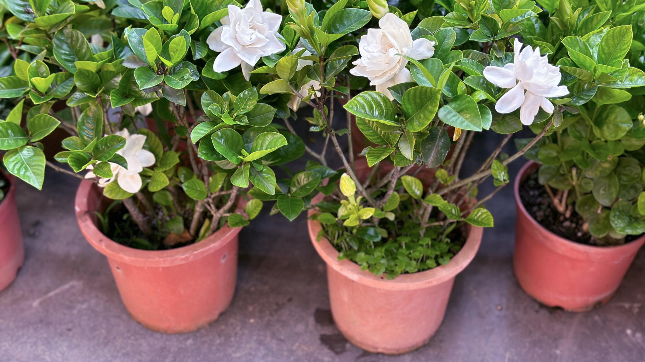 gardenias in pots, ready to plant