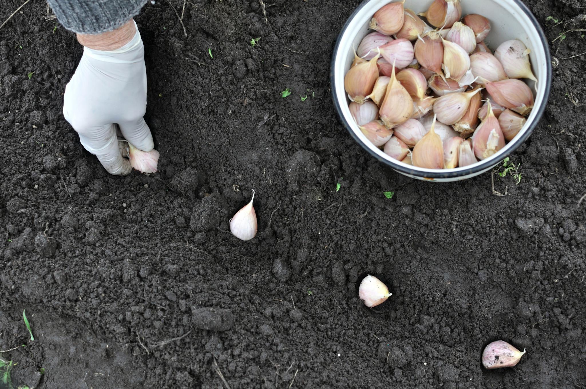 Planting garlic cloves in dirt with rubber gloved hands. Photo by Yuriy S / Getty Images