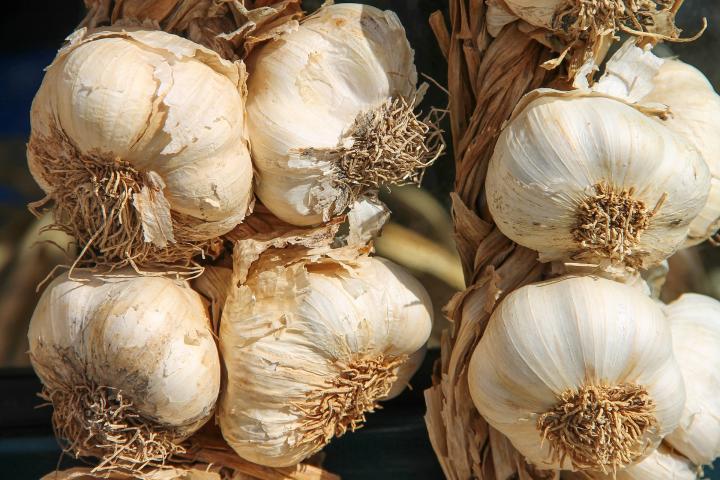 Hardneck vs Softneck Garlic: Choosing and Planting the Best Garlic