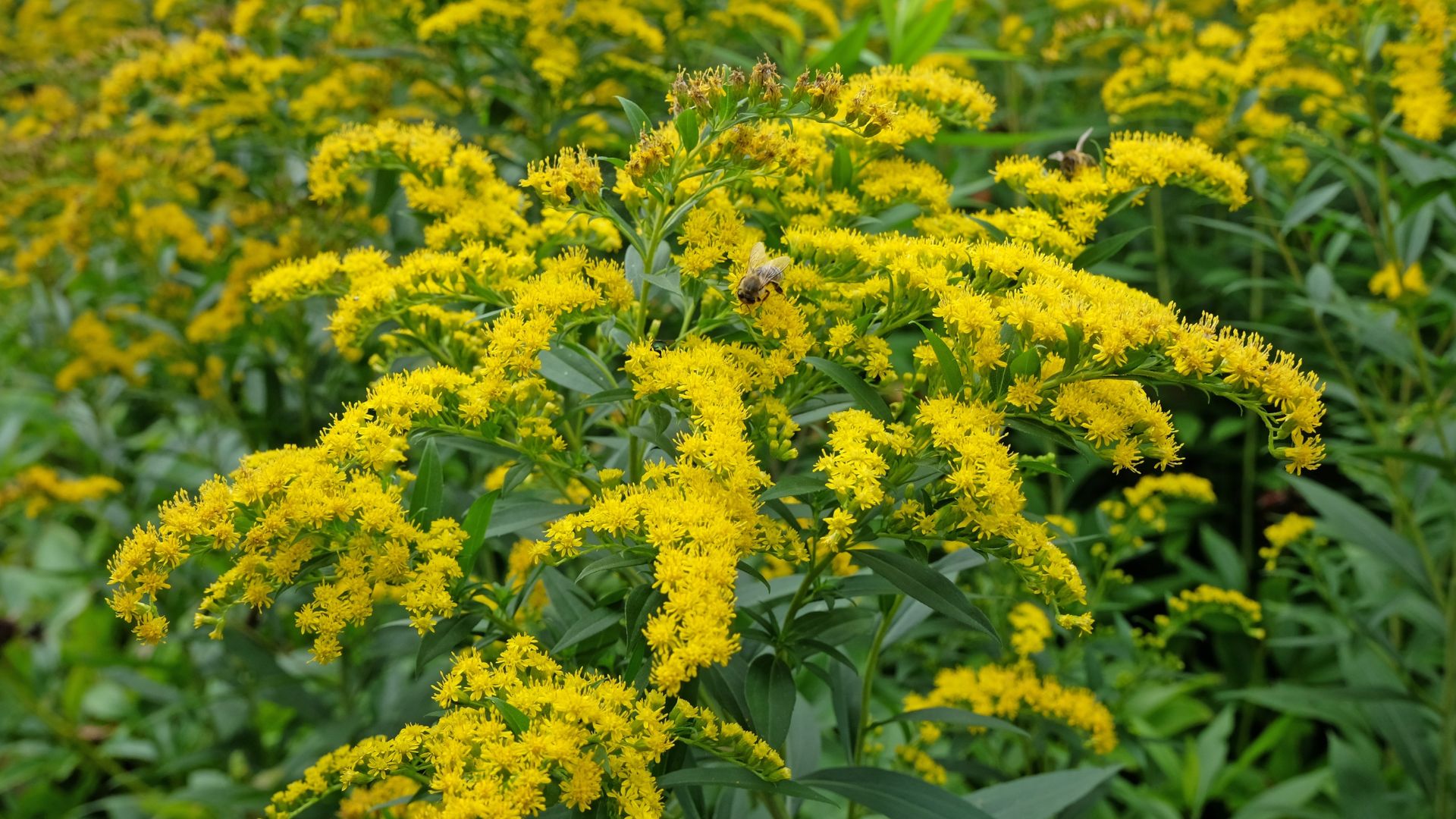 Yellow Solidago gigantea, also known as tall goldenrod and giant goldenrod, in flower.