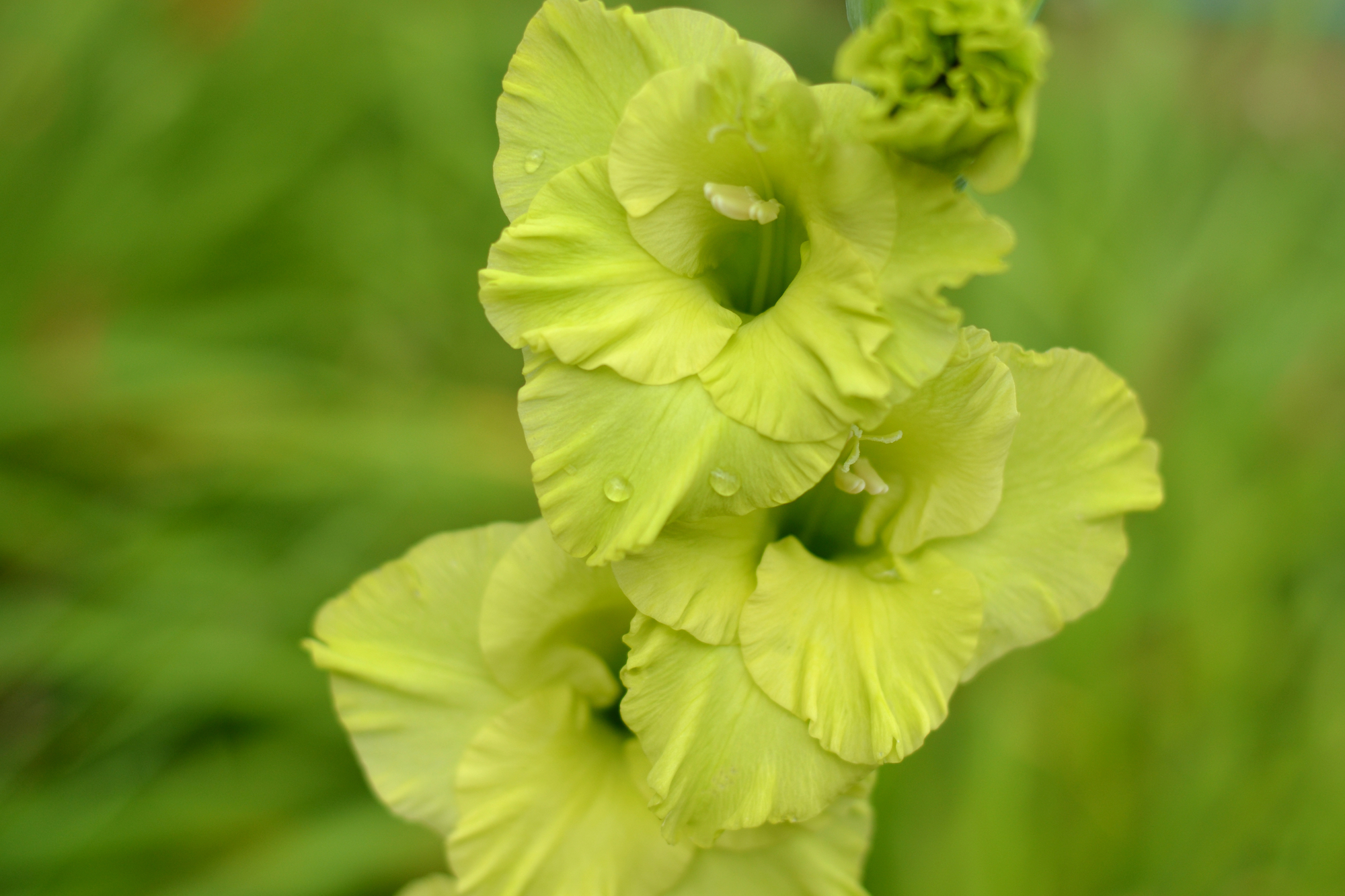 Green gladiolus in the garden.