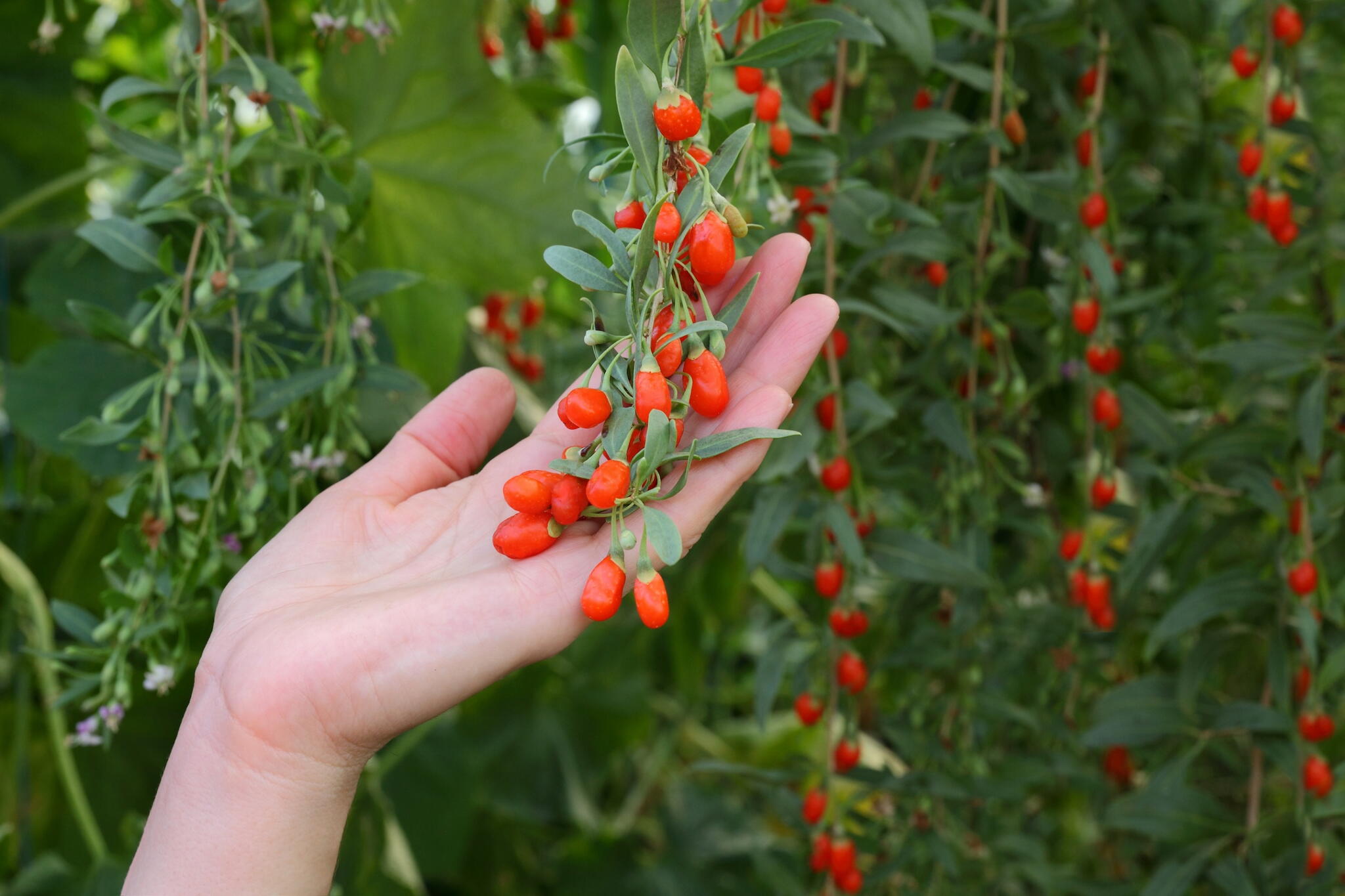 Goji berries