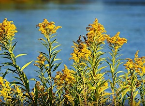 goldenrod