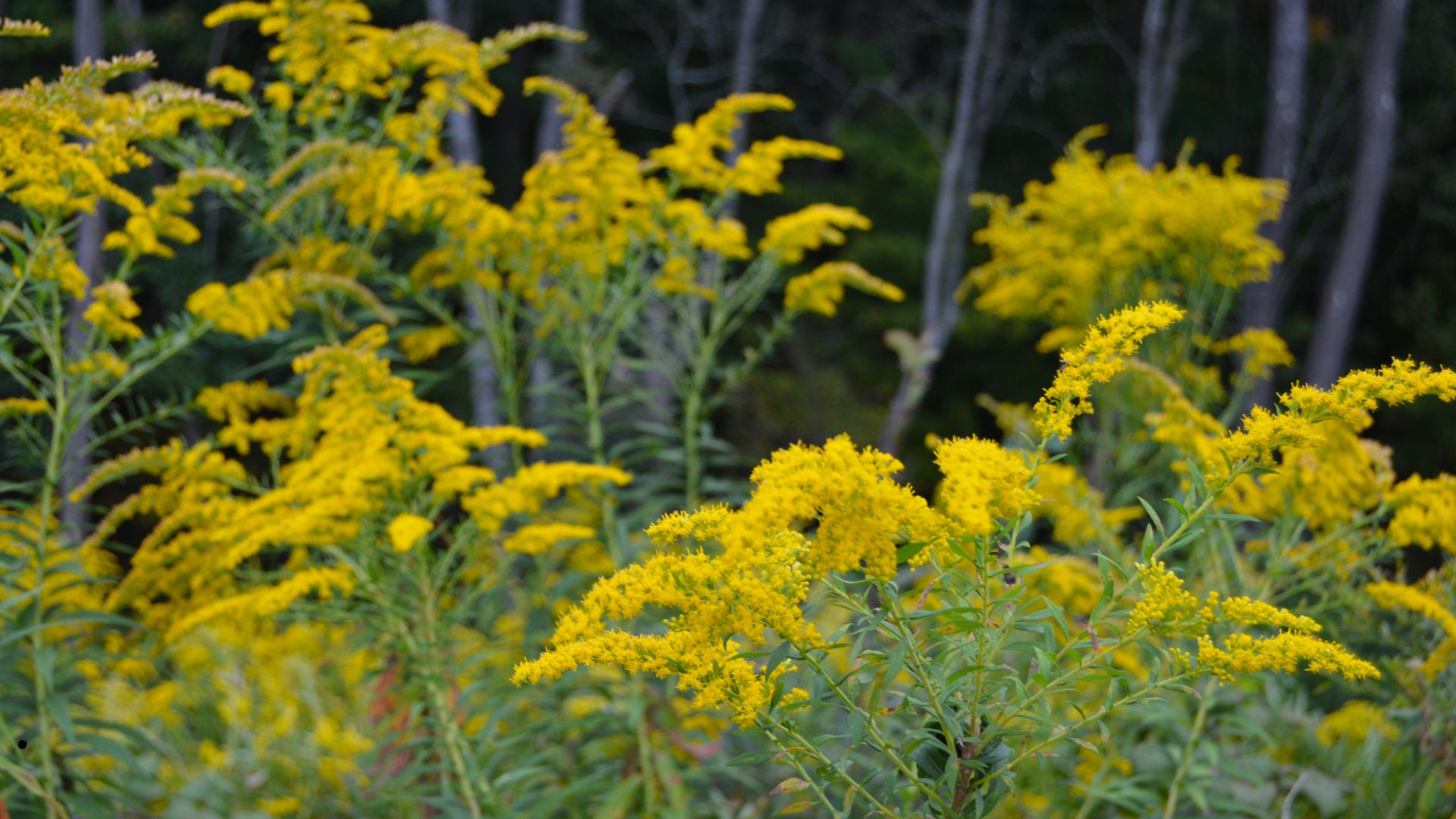 Goldenrod (Solidago)