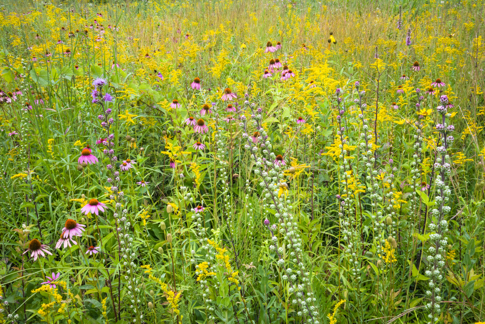 Coneflowers, goldenrod and blazing star combine to create a bouquet of native wildflowers in a restored prairie.