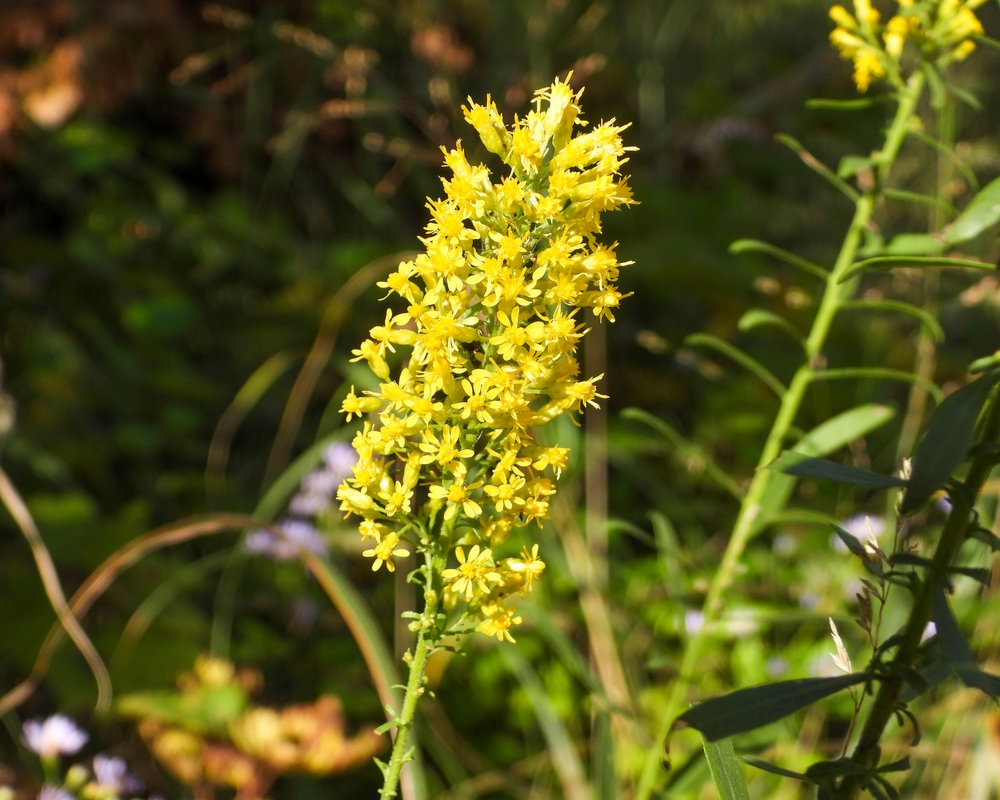 Solidago speciosa (Showy Goldenrod) Native North American Wildflower