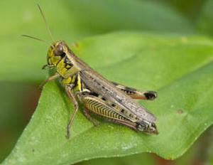 grasshopper