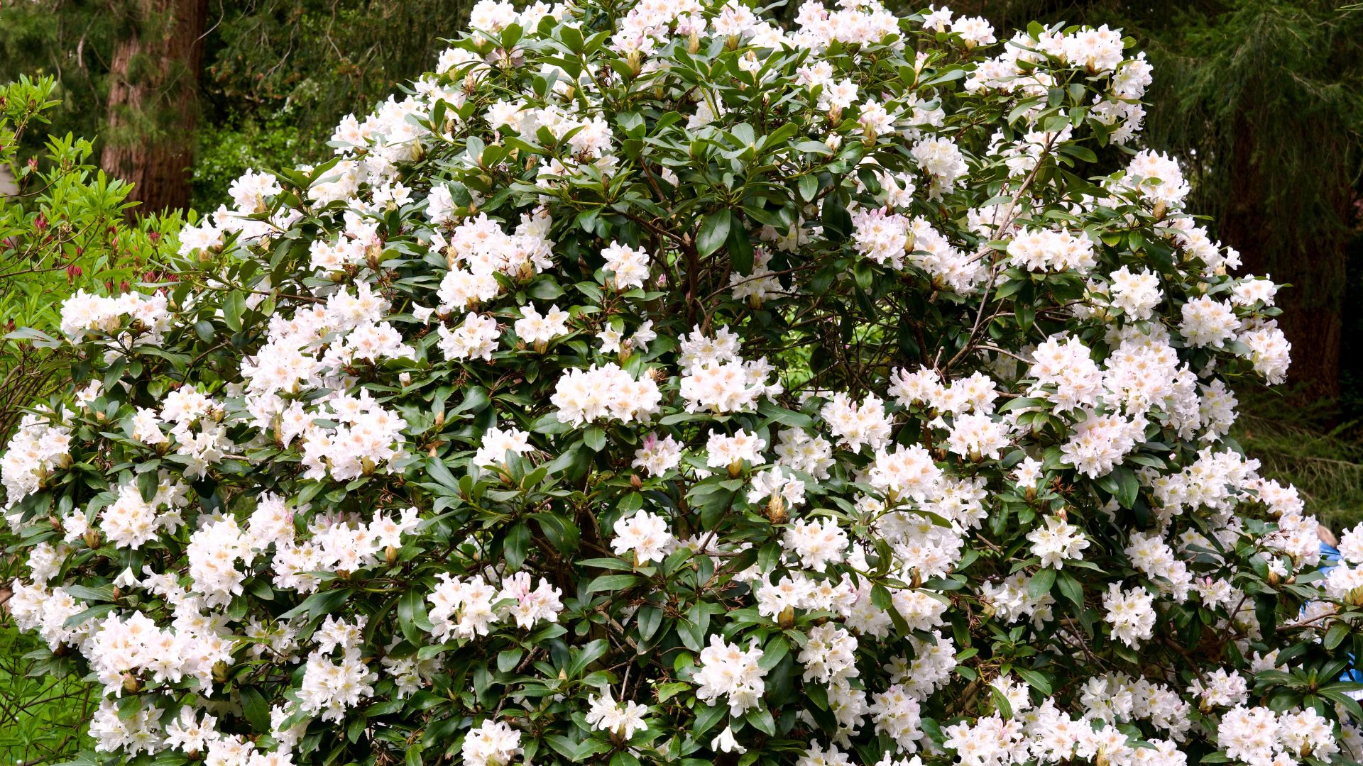 White blooming Rhododendron (Rhododendron maximum)