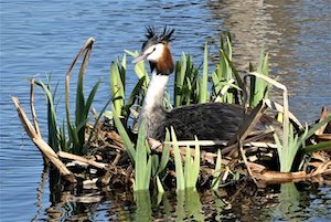 grebe