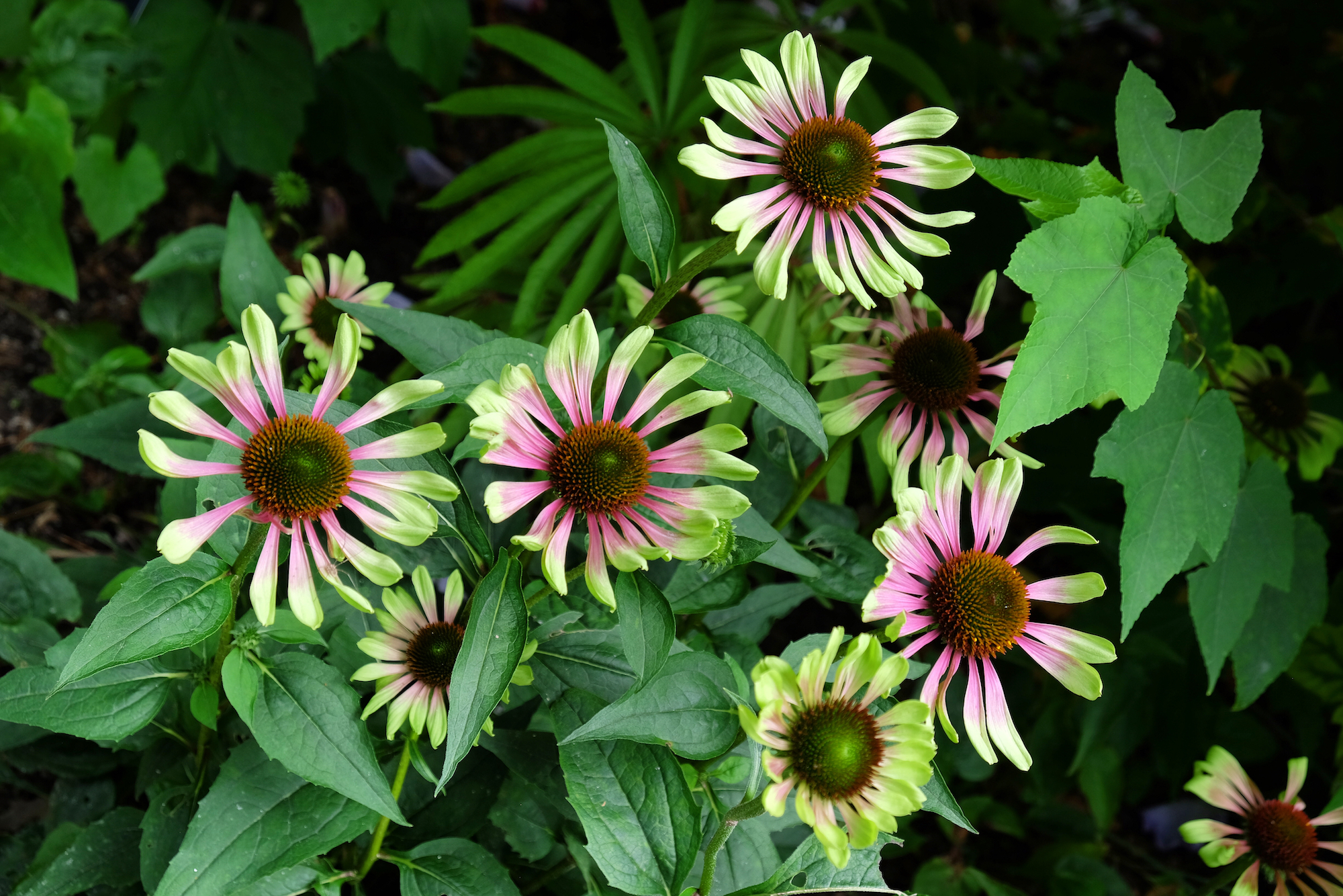 Green Twister coneflower