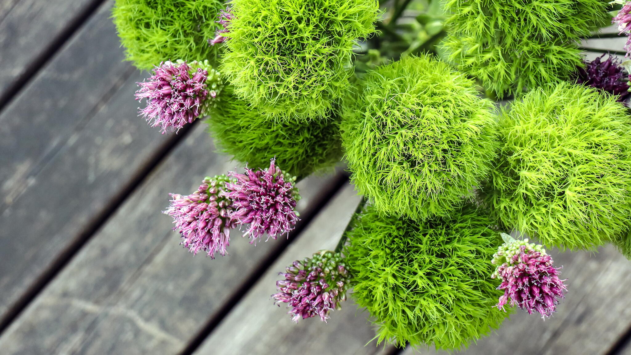 green Dianthus