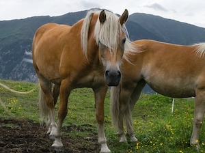 horses