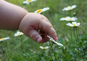 baby's hand and daisy