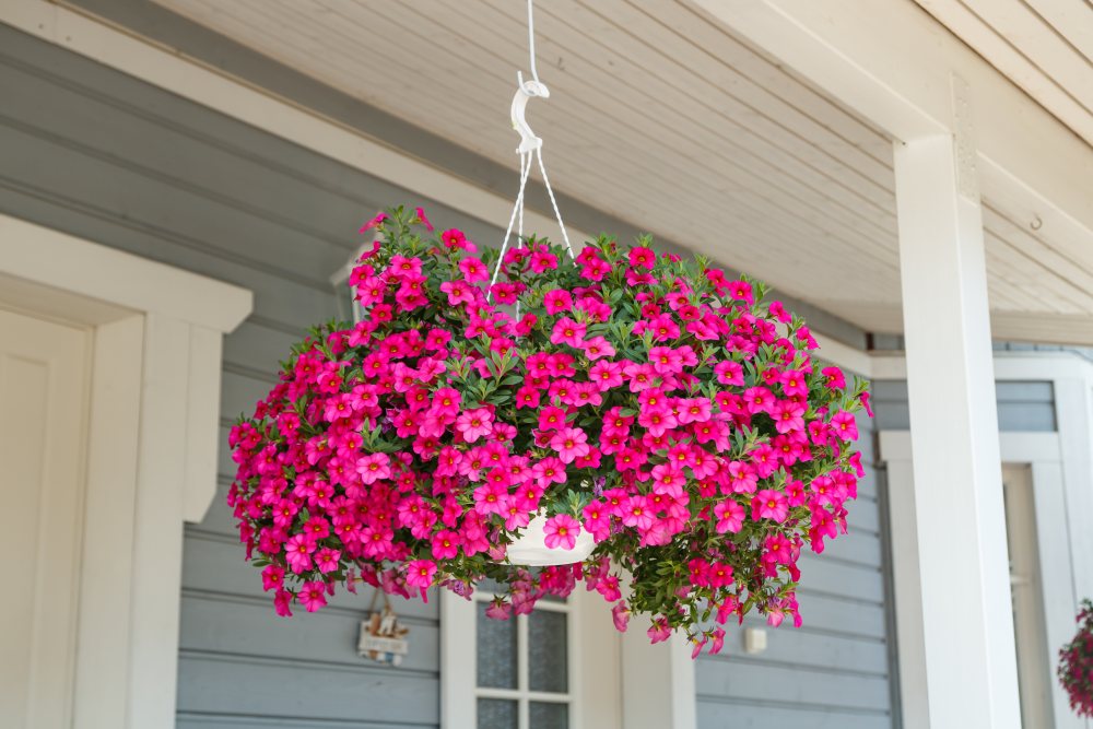 Calibrachoa or bell flower, Flower of a cultivated Million bell, Calibrachoa x hybrid