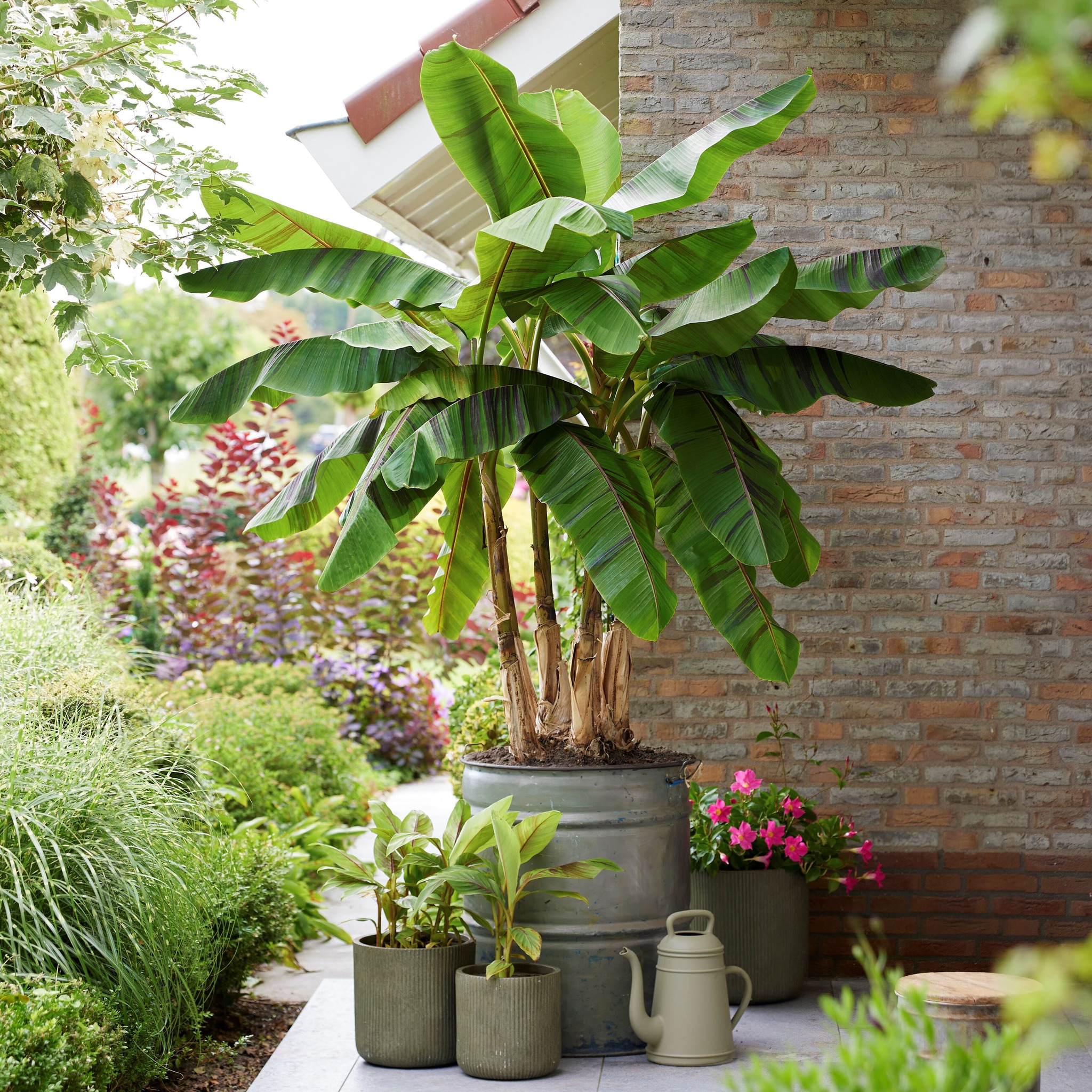 A banana plant in a large container pot on the patio.