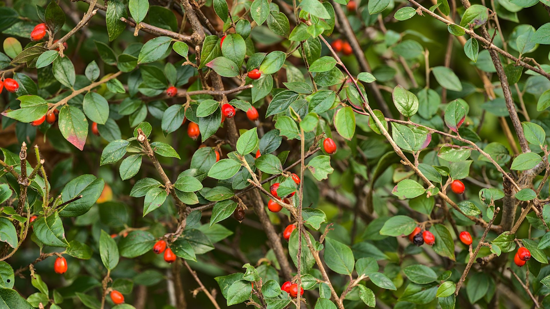 Beautiful background of winter red Crataegus spp. (Hawthorn) berries with green leaves in spring, Dublin, Ireland