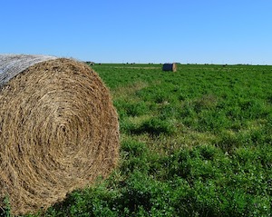 hay bales