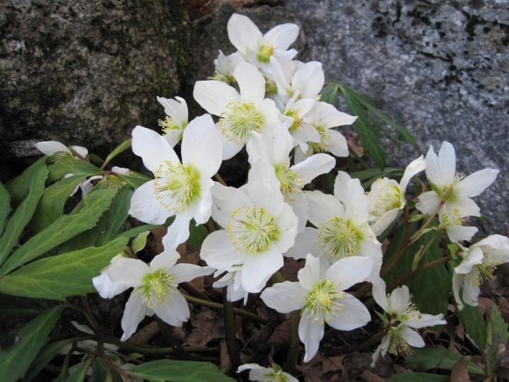 white and yellow hellebores