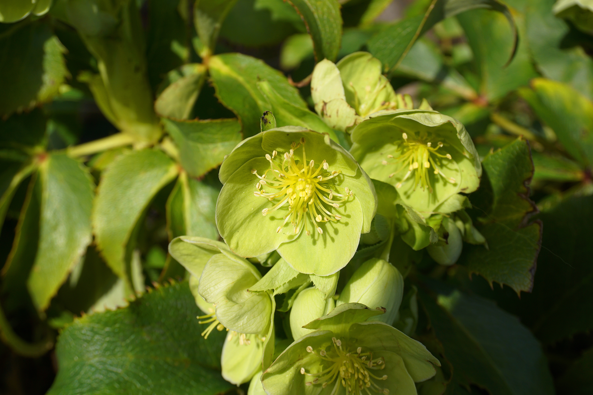 Green helleborus