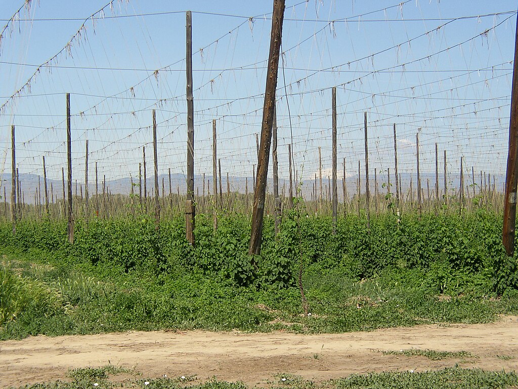 Hop yard 