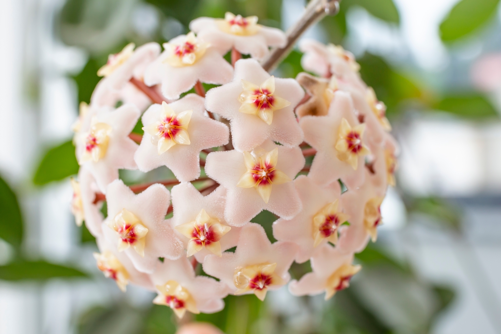 hoya carnosa flower