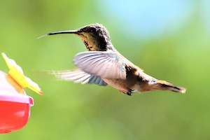 hummingbird