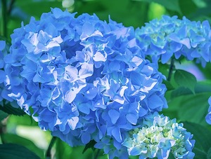 hydrangea