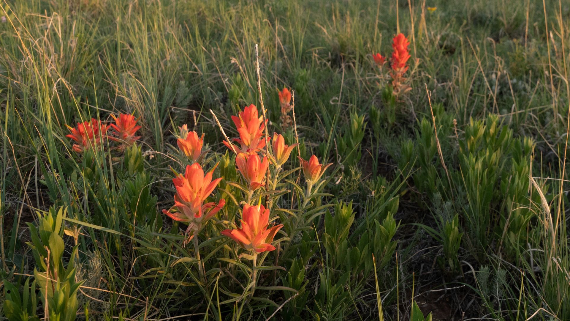 Close of orange Indian Paintbrush wildflowers in a prairie at the base of Capulin Volcano National Monusment in New Mexico