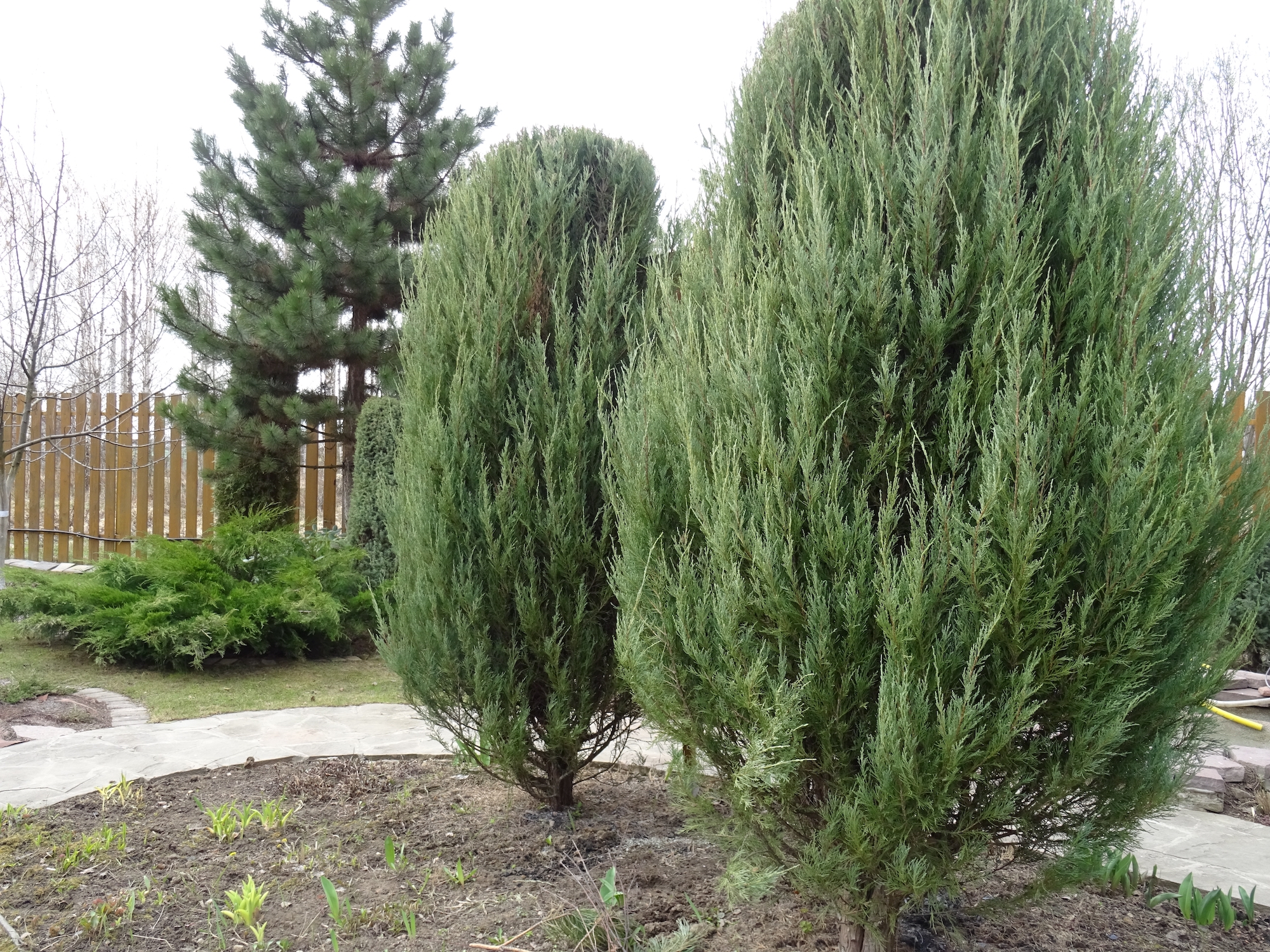 Juniperus scopulorum Blue Arrow in a garden corner.