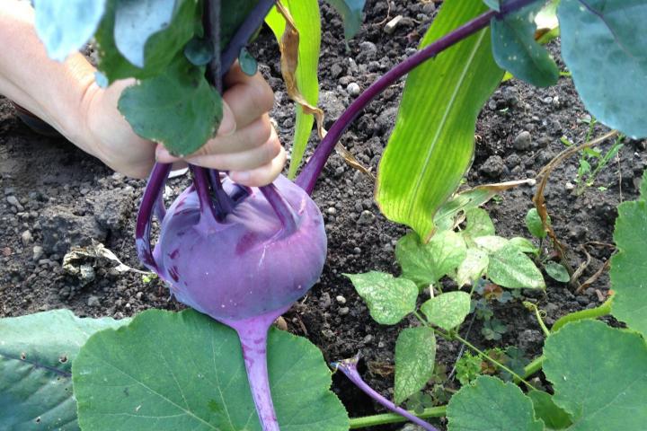 Kohlrabi harvest. Photo by GrowVeg.