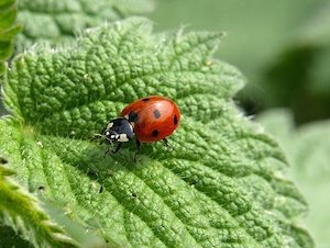 ladybug