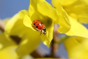 ladybug