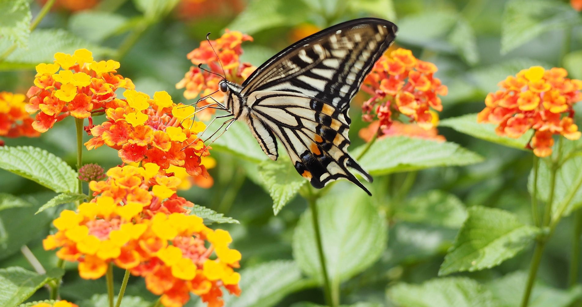 Swallowtail butterfly on orange and yellow lantana flowers