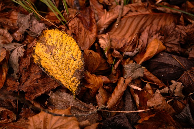 forest leaves