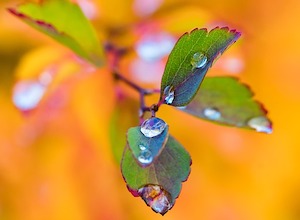 rain on autumn leaves