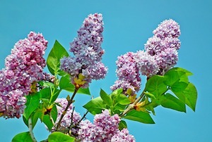 lilacs