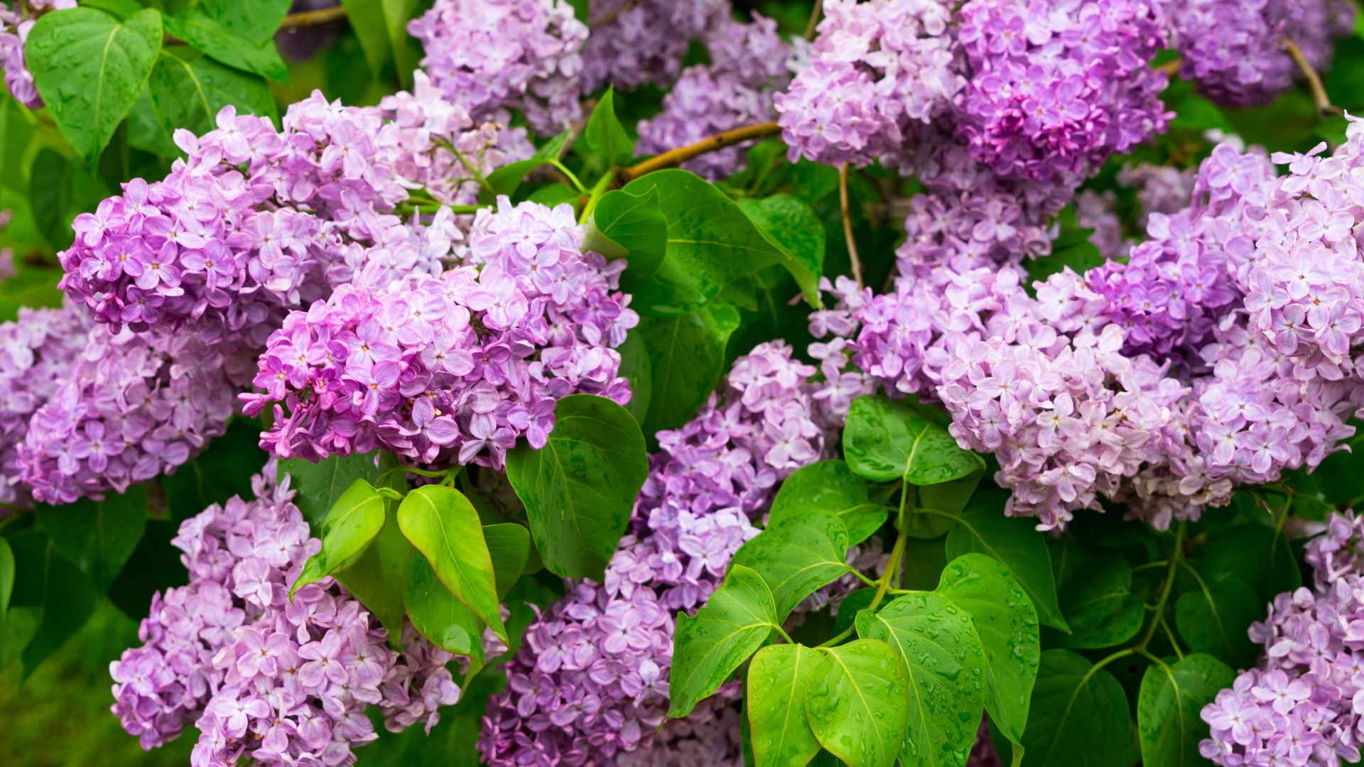 Purple Lilacs (Syringa vulgaris)