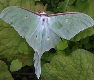 luna moth