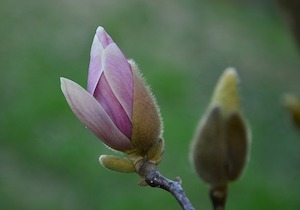 magnolia