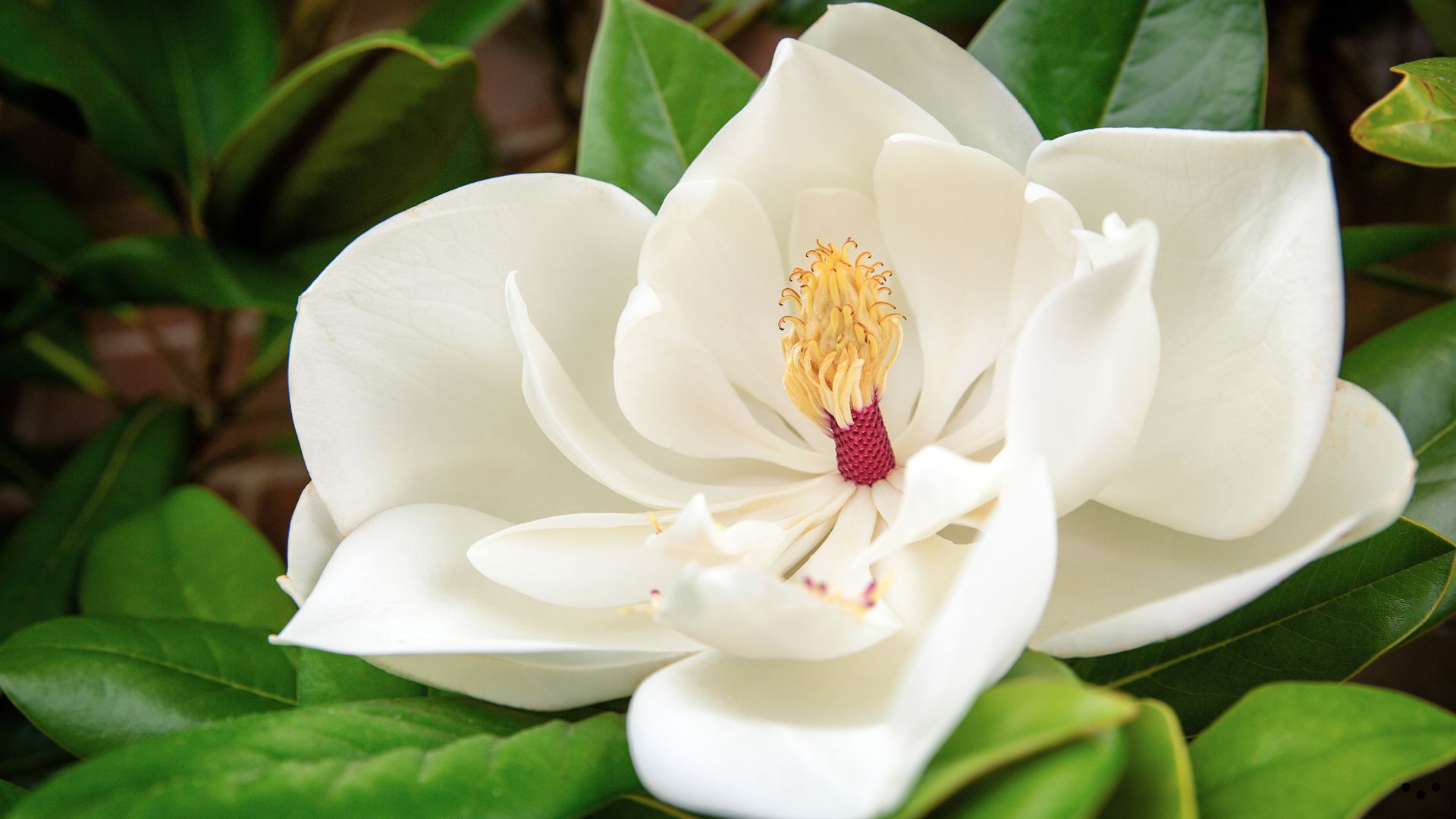 Magnolia grandiflora