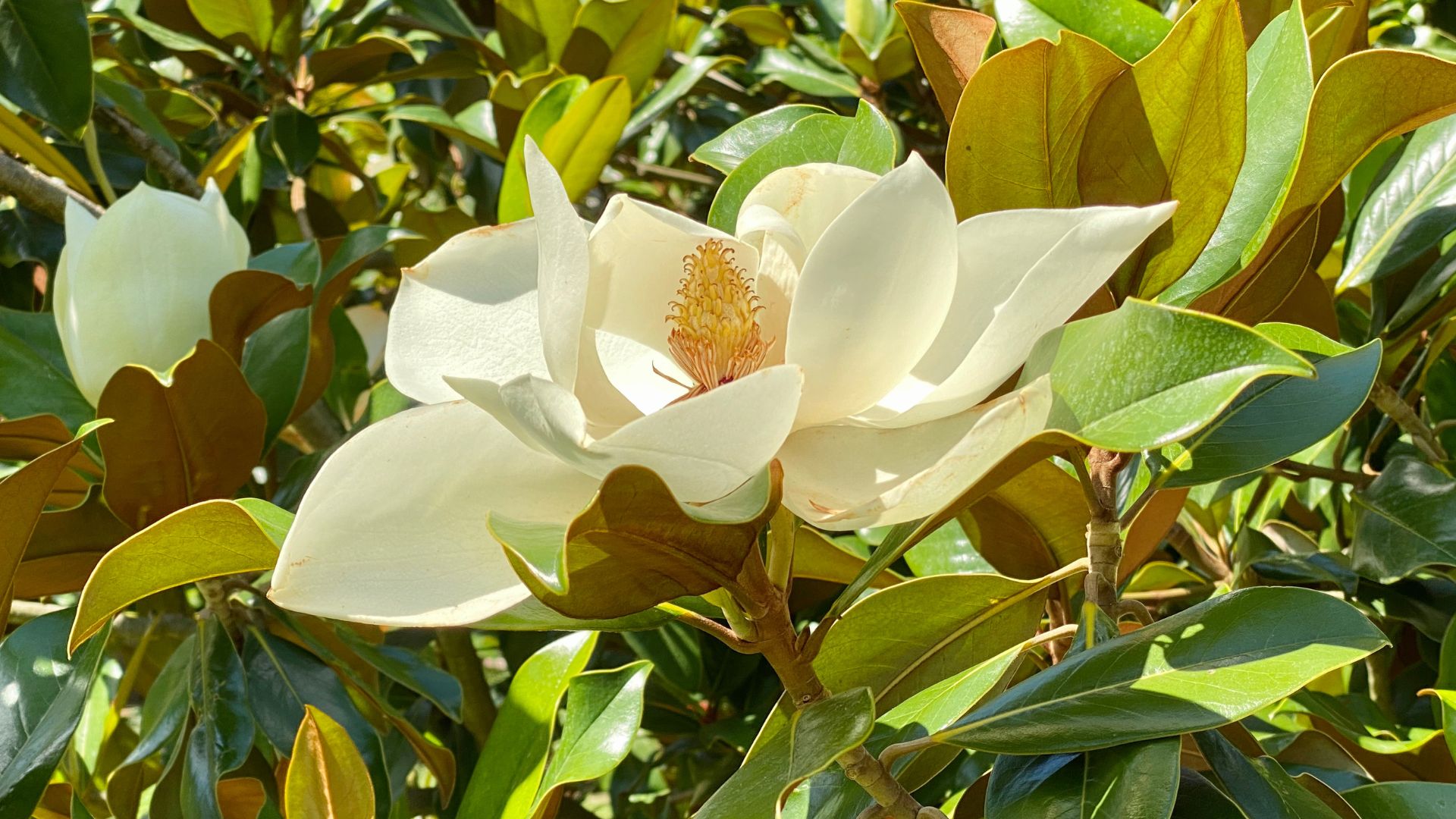 Magnolia (Magnolia grandiflora) 