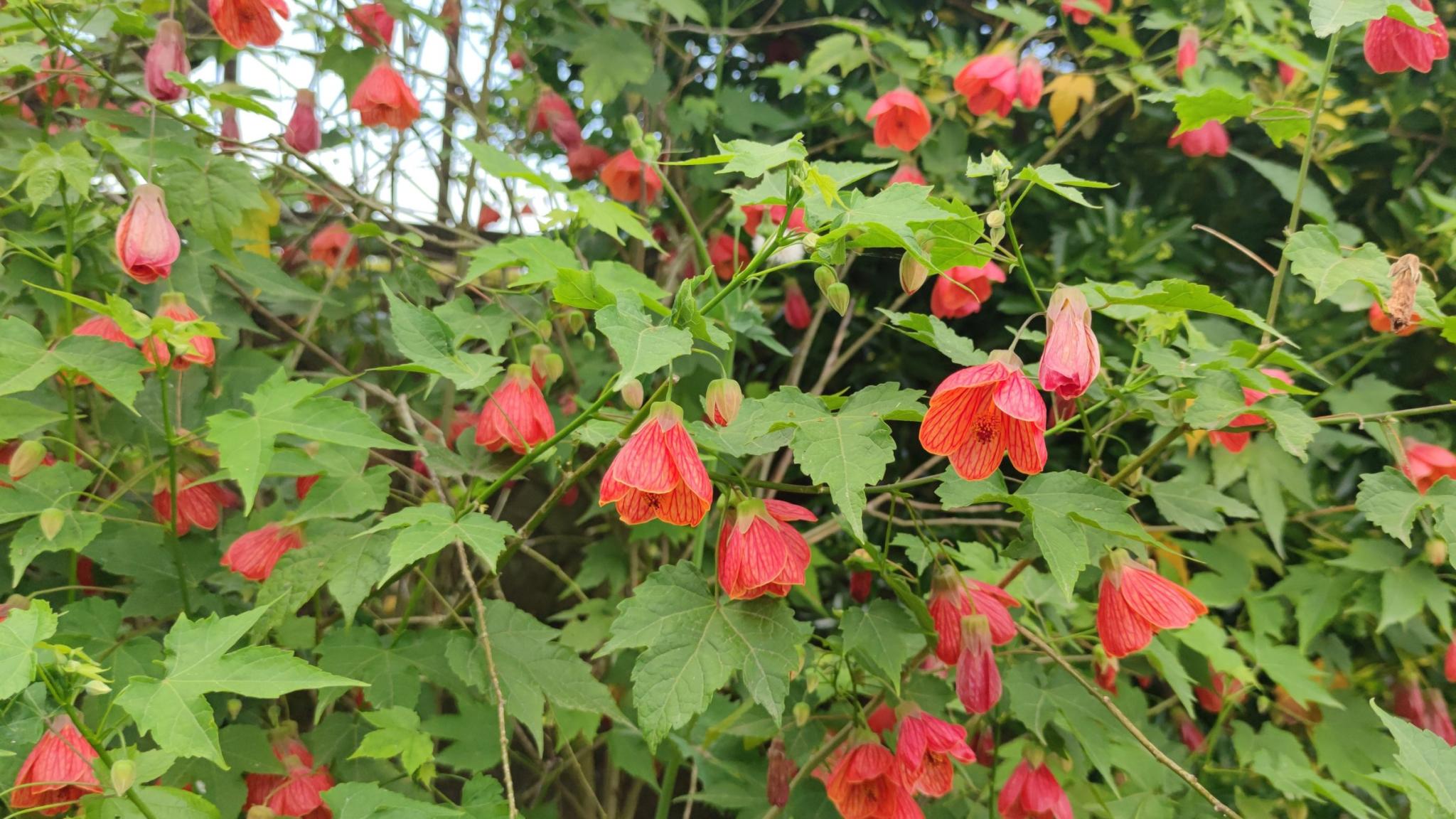 Abutilon striatum (Red Vein Indian Mallow), a showy plant with orange blooms of bell-shaped flowers. The blooms have red veining over yellow. Abutilon hybrid Juliet