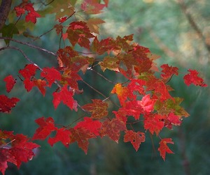 crimson forest