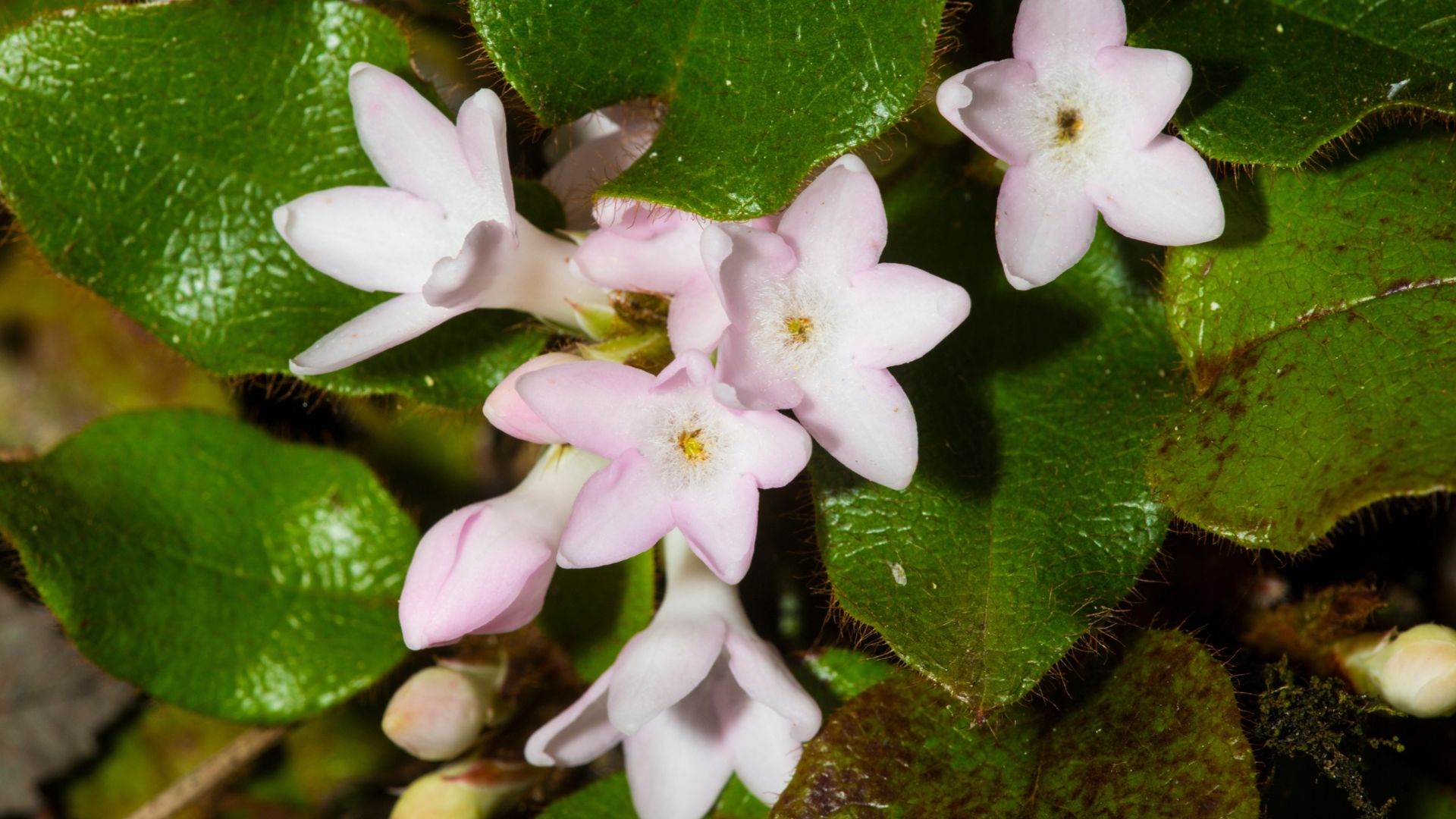 Clusters of pink flowers of trailing arbutus, Epigaea repens, at Valley Falls Park in Vernon, Connecticut.